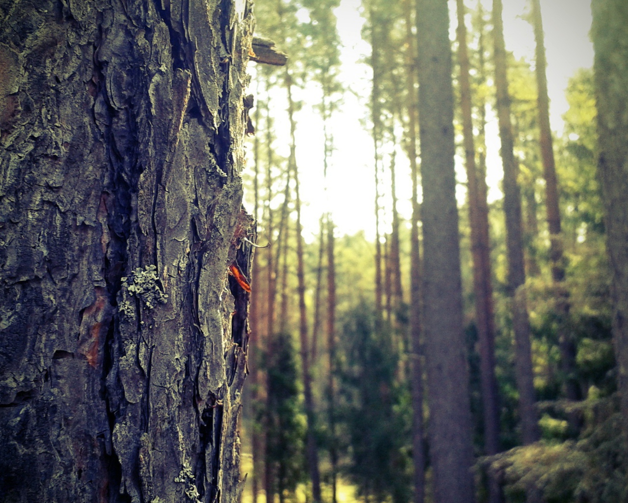 Лес в Мазурии, Польша