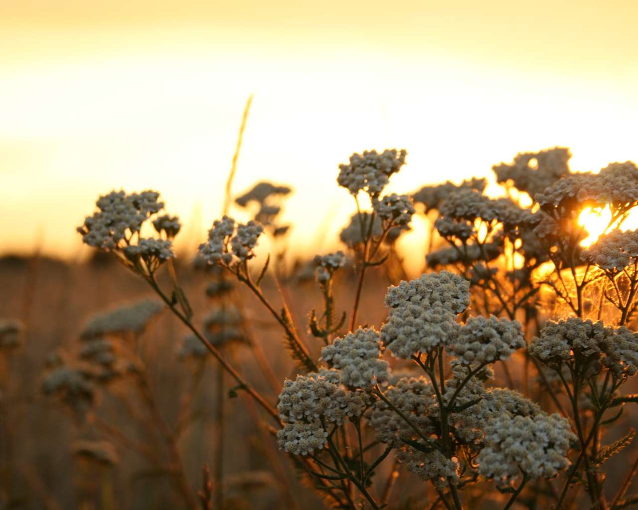 Полевые растения на фоне заката в Польше