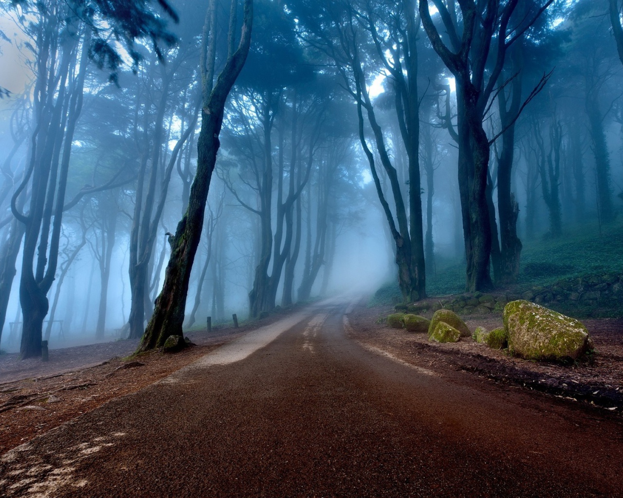 The road in the misty forest, Portugal