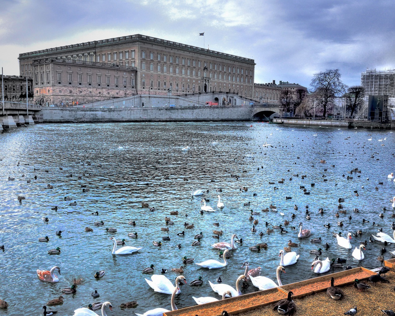 Птицы на реке в городе, Швеция