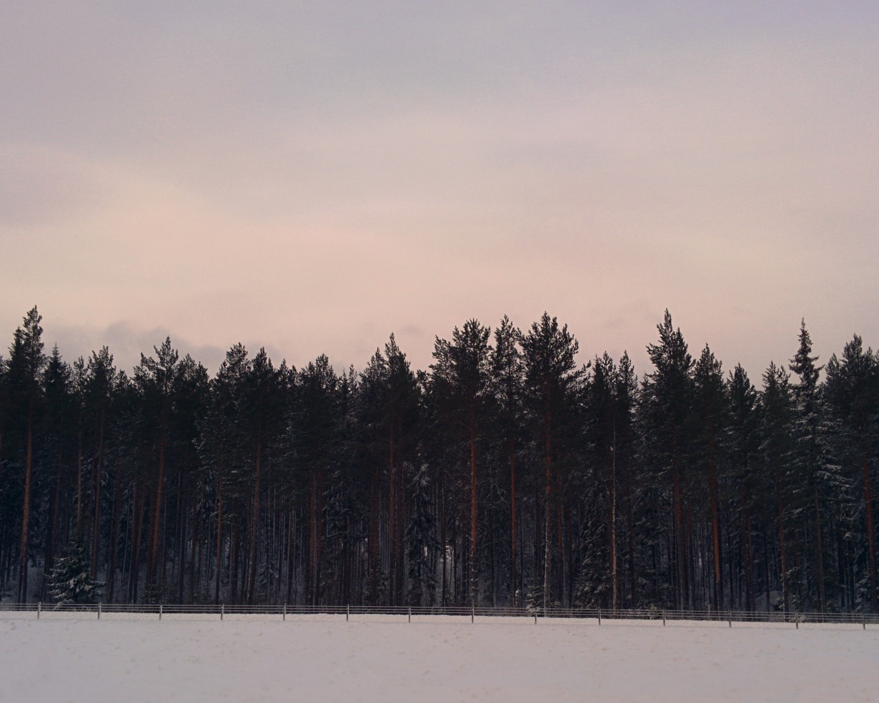 Сосновый лес в Швеции