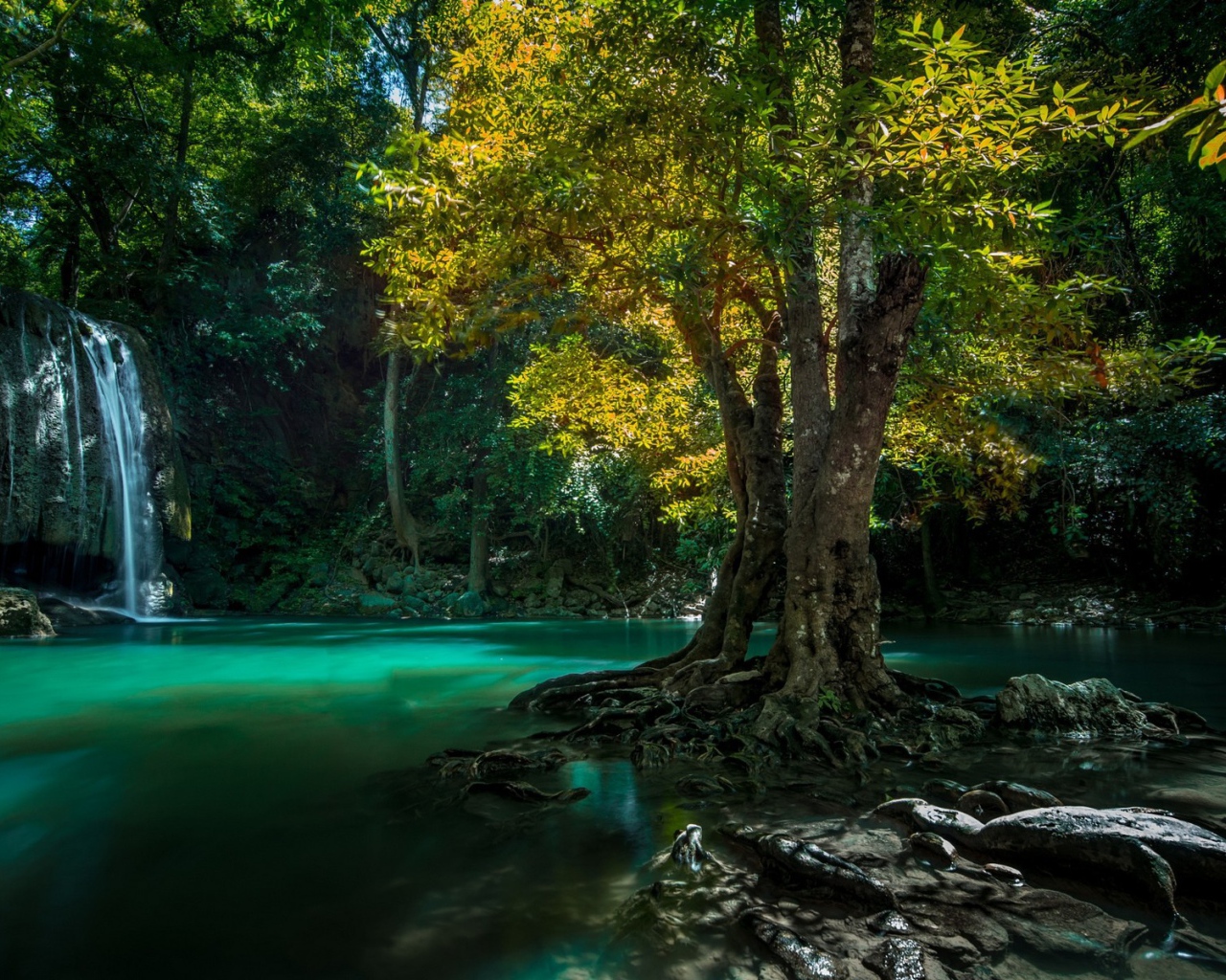 Дерево на камне среди воды, Таиланд