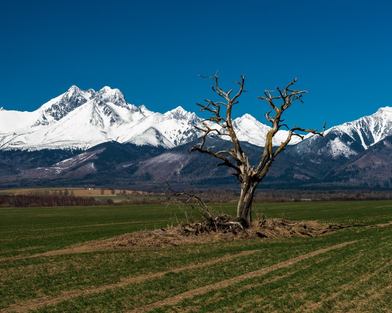 Засохшее дерево на фоне гор Татра, Словакия