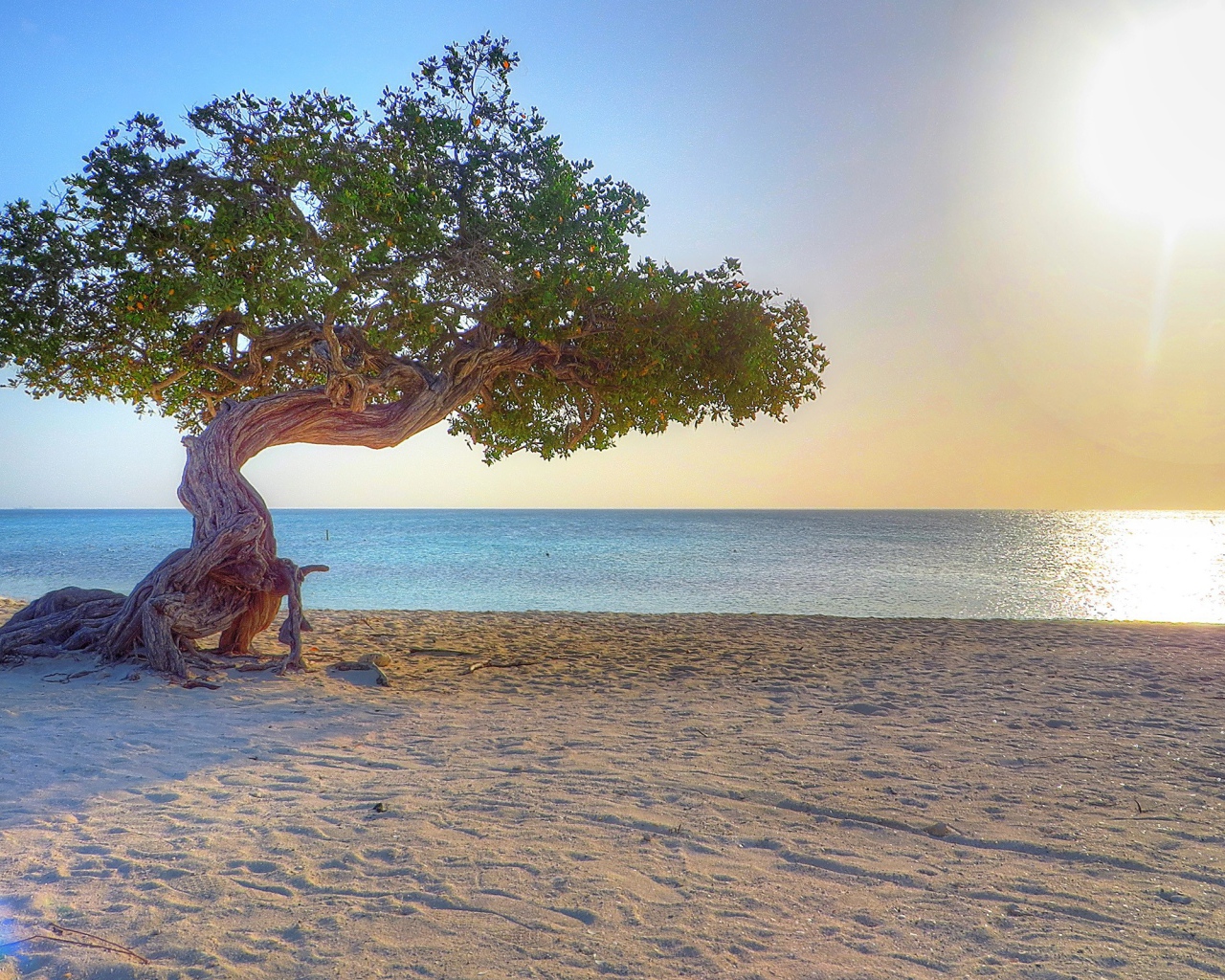 Старое дерево на пляже, Аруба