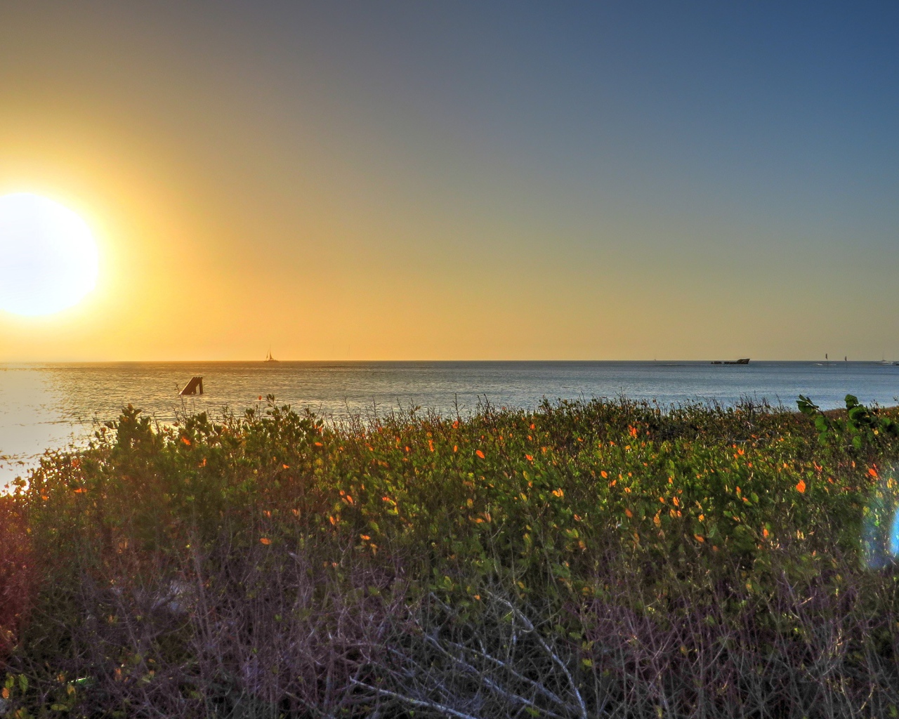 Растения на берегу моря на Арубе