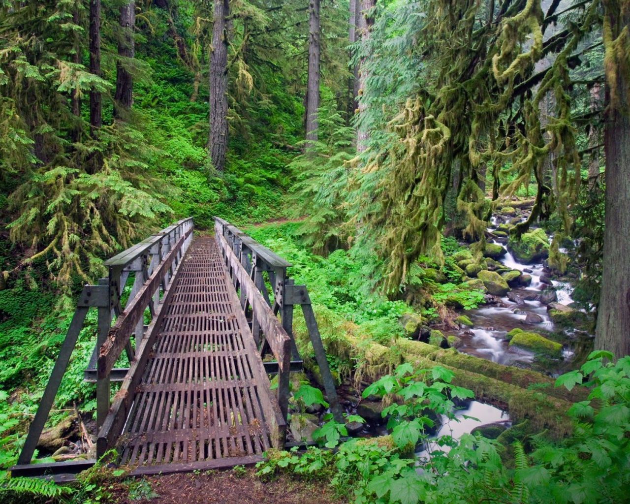 Мост через ручей в лесу, Орегон