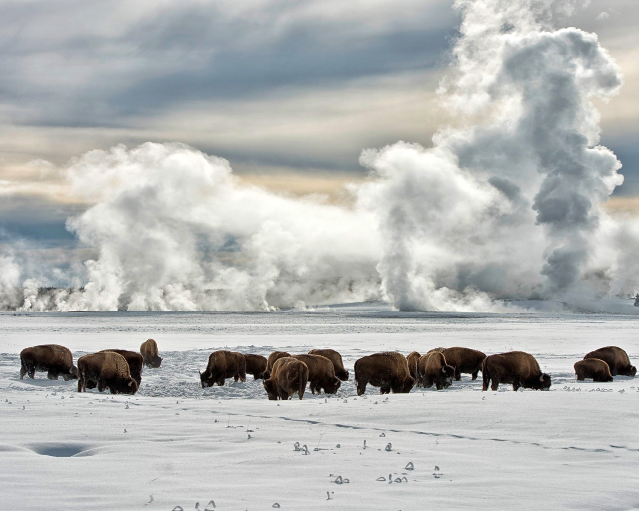 Животные на снегу в штате Аляска