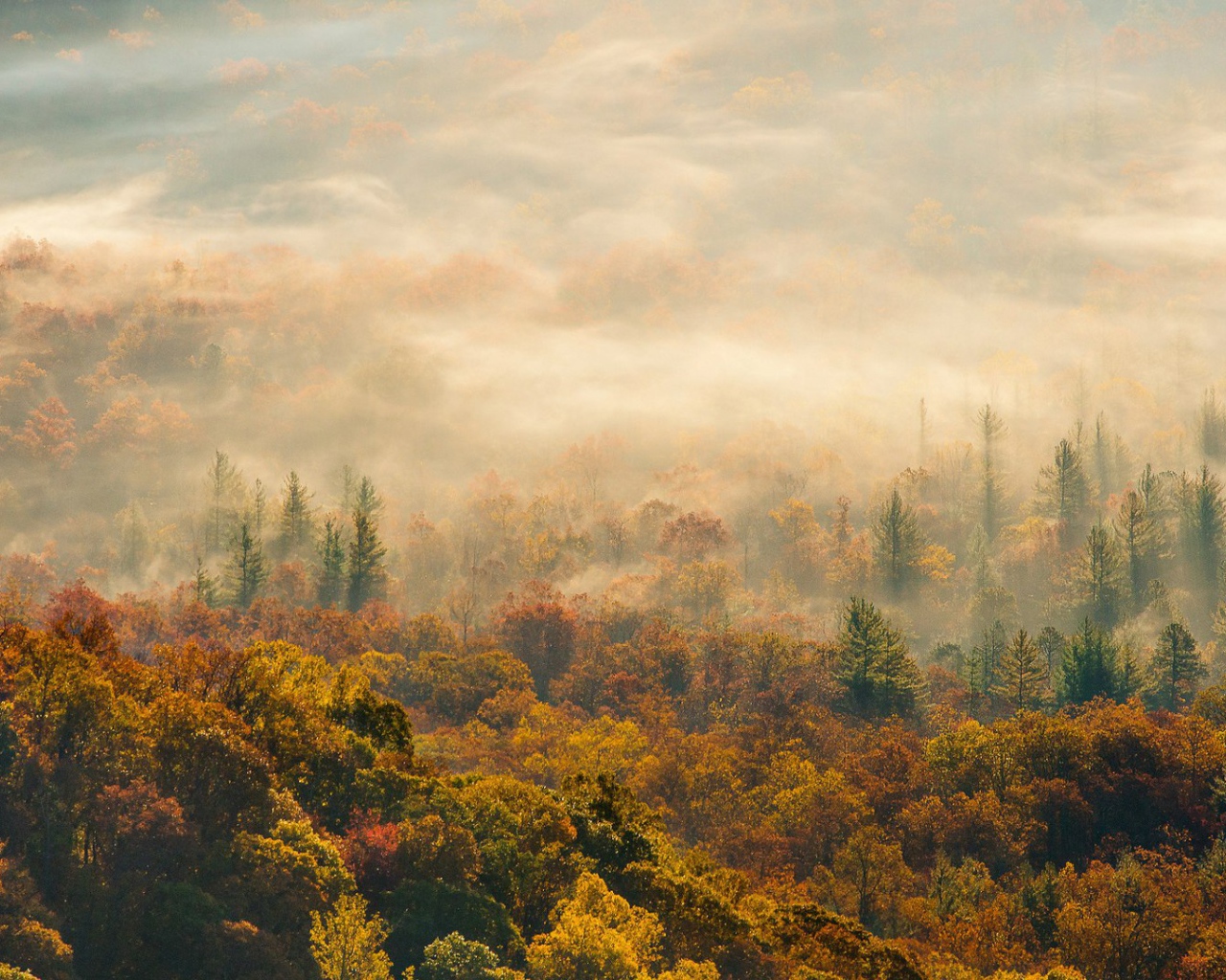 Лес в Северной Каролине