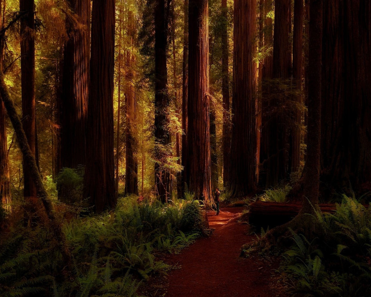 Огромные деревья в лесу, Калифорния