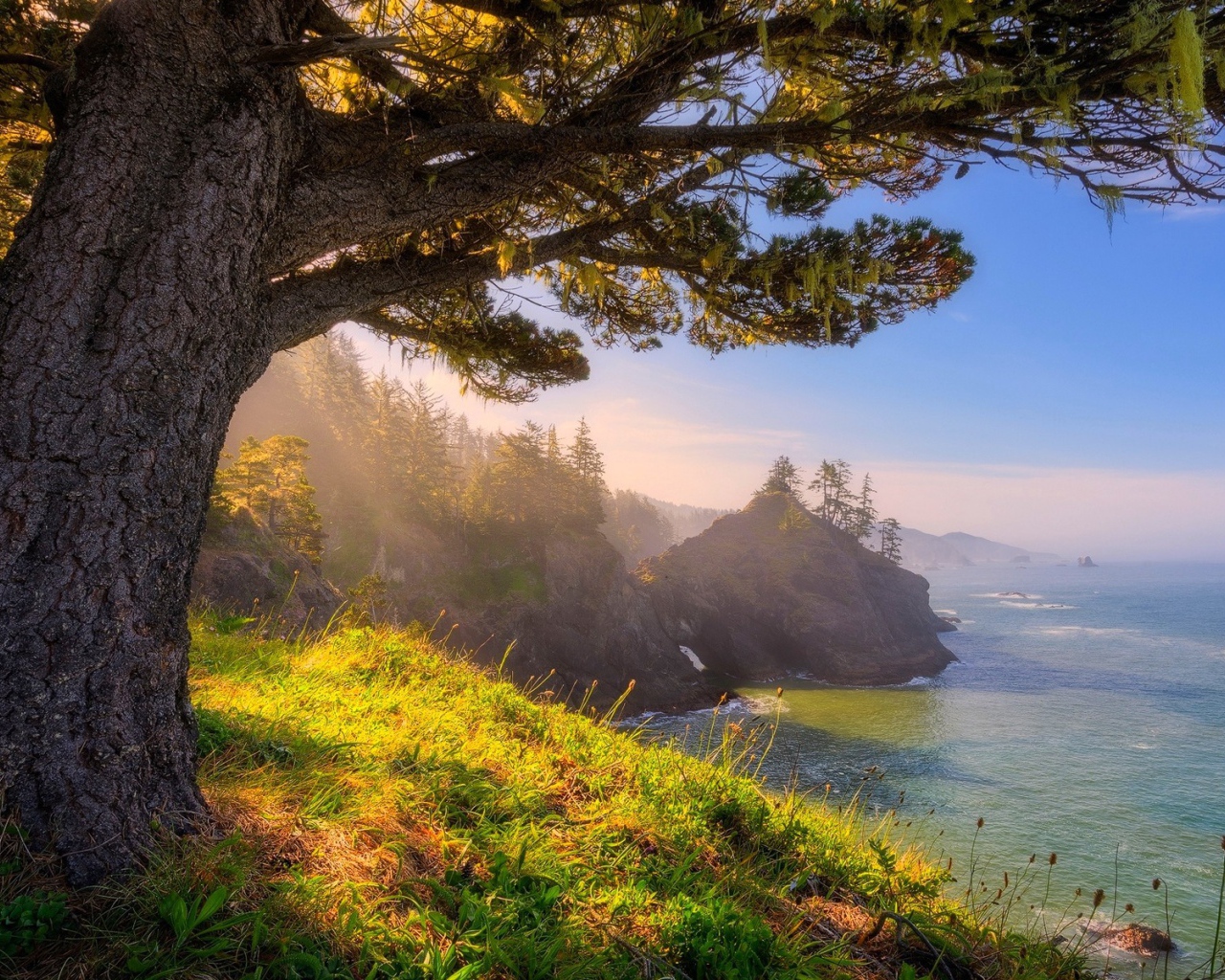 Старое дерево на берегу, Орегон