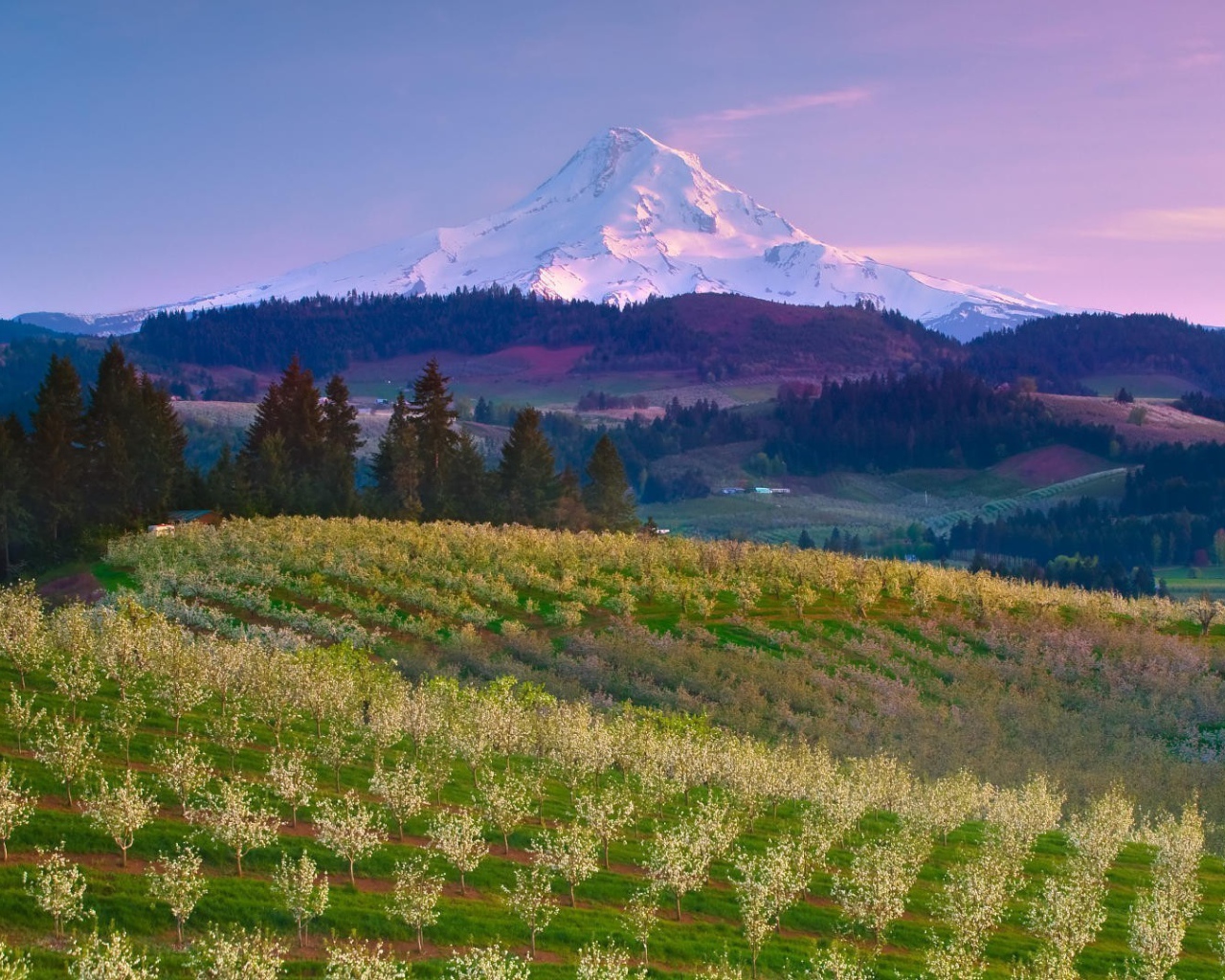 Фруктовый сад на ферме в США