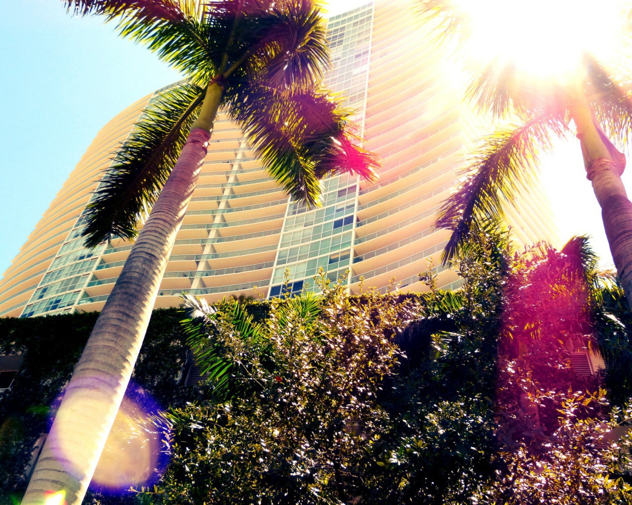 Пальмы в Майами