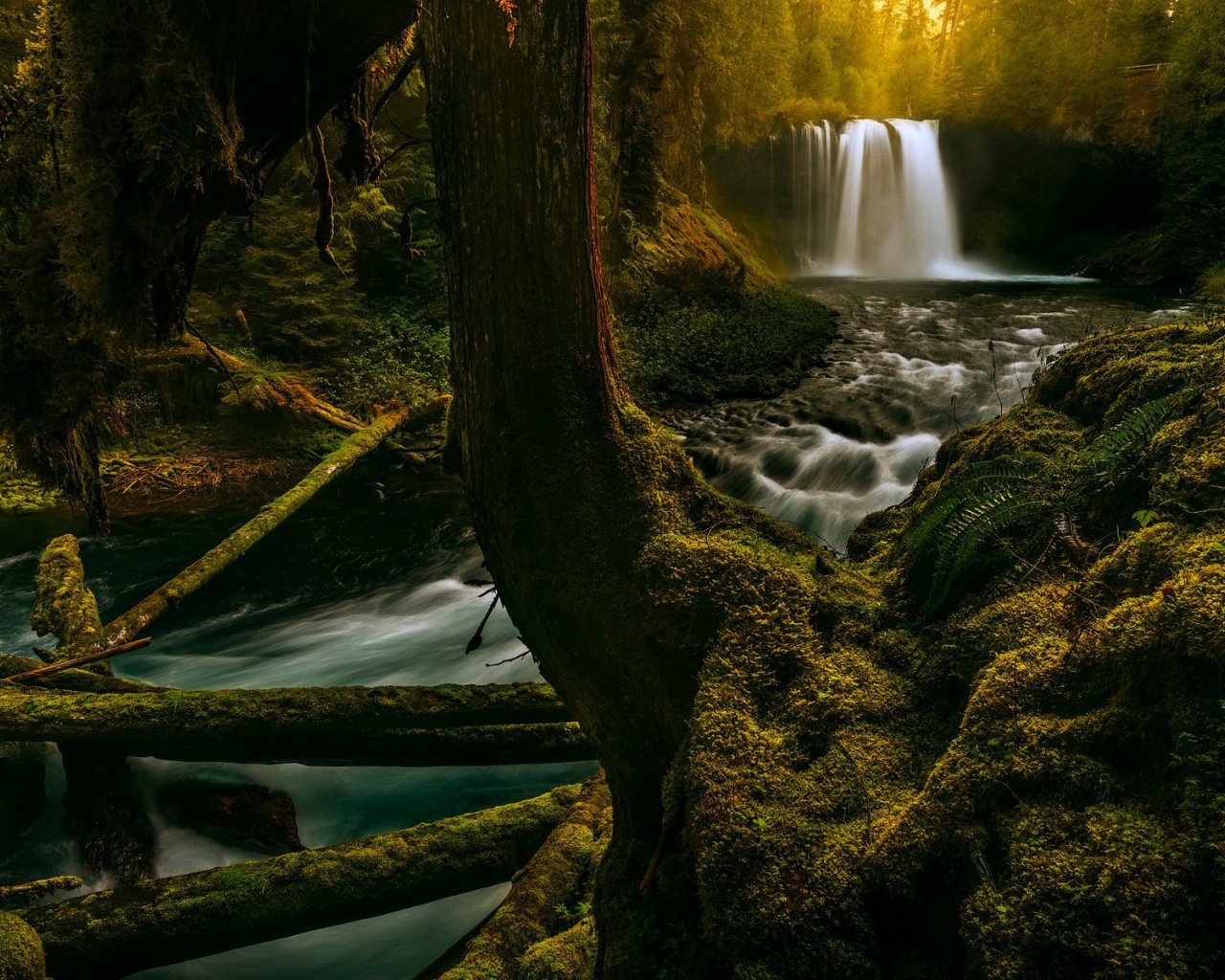 Река в лесу в Орегоне, США