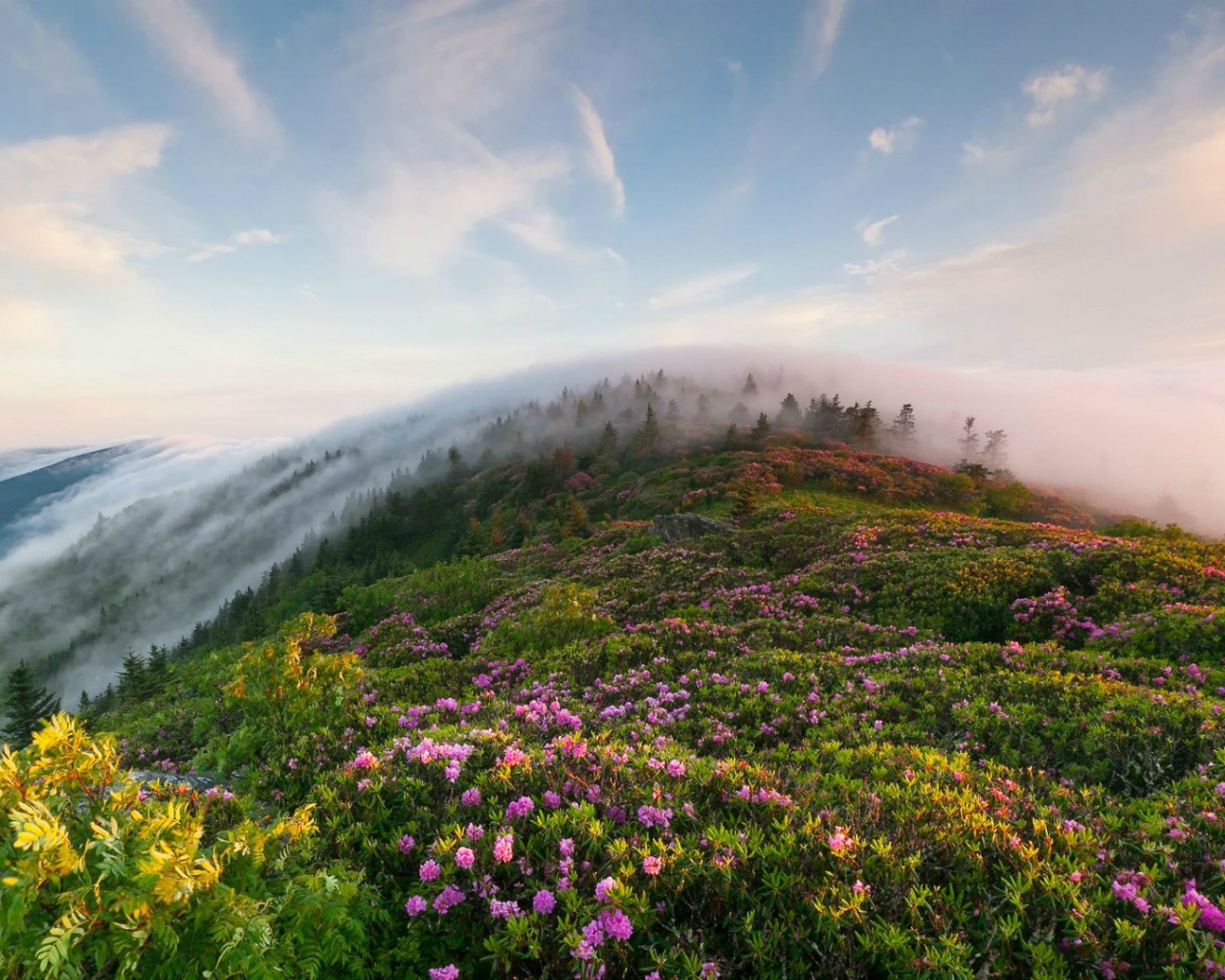Рон Маунтин, Теннесси, США