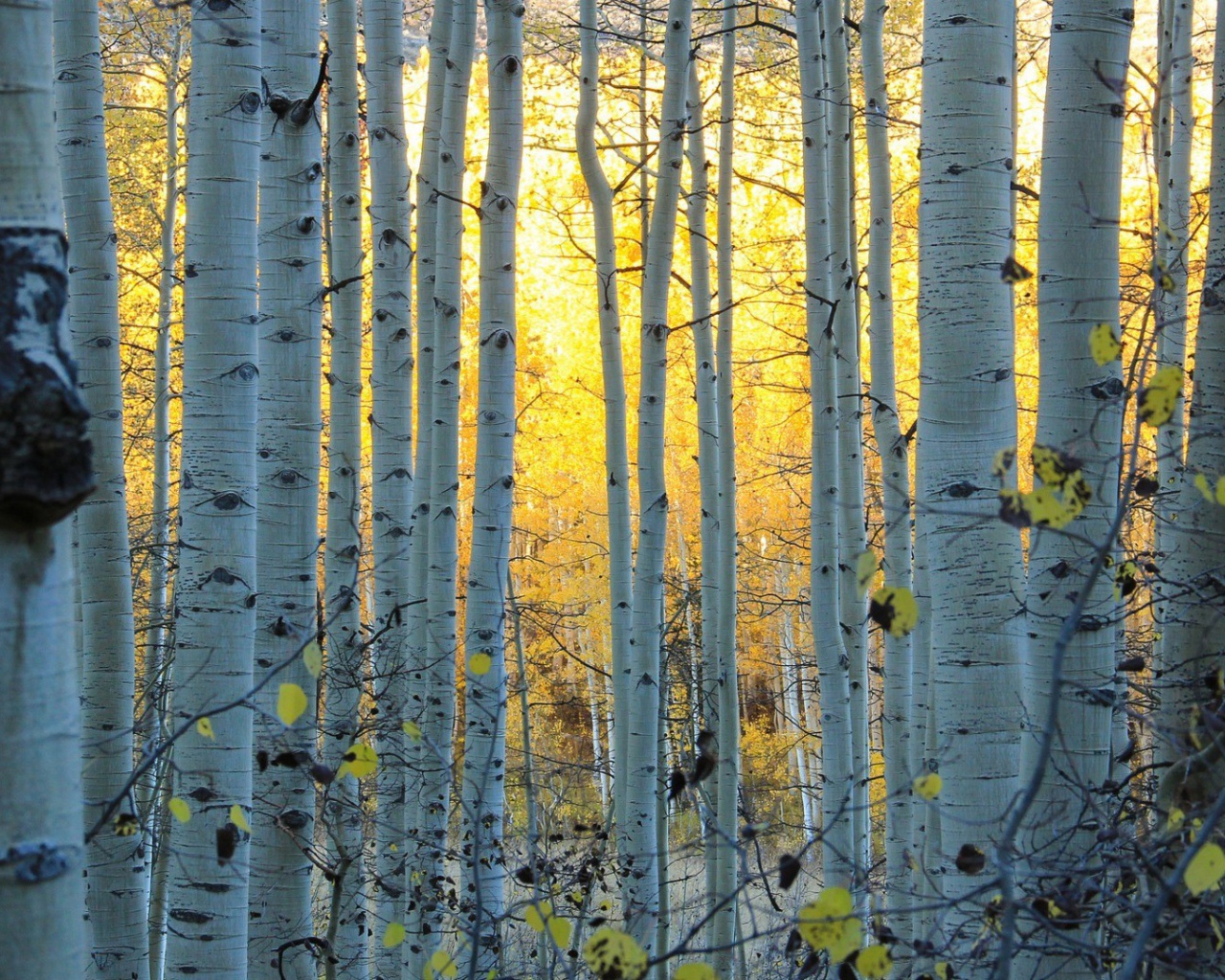 Белые стволы деревьев в лесу, Колорадо США