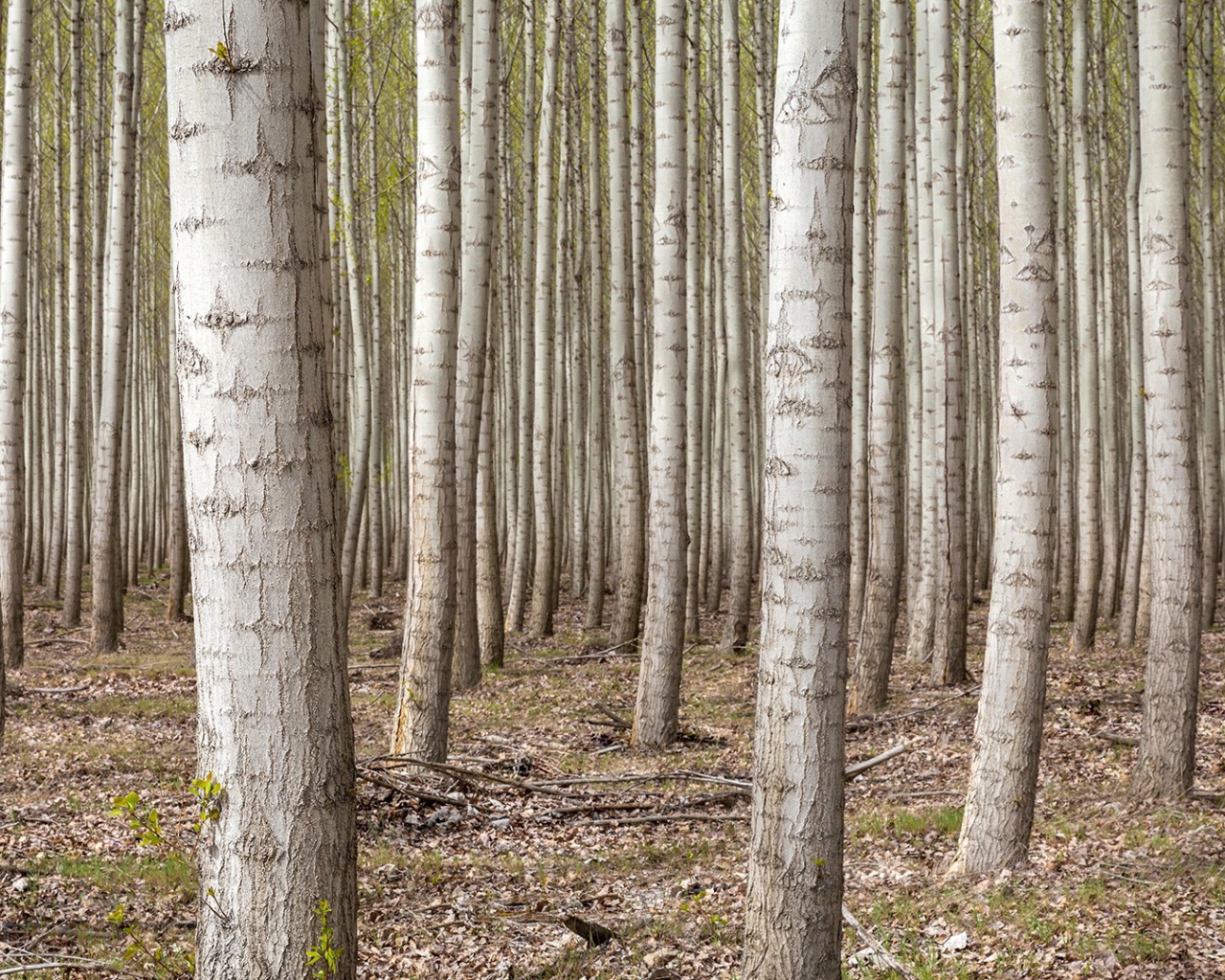 Густой лес в Орегоне