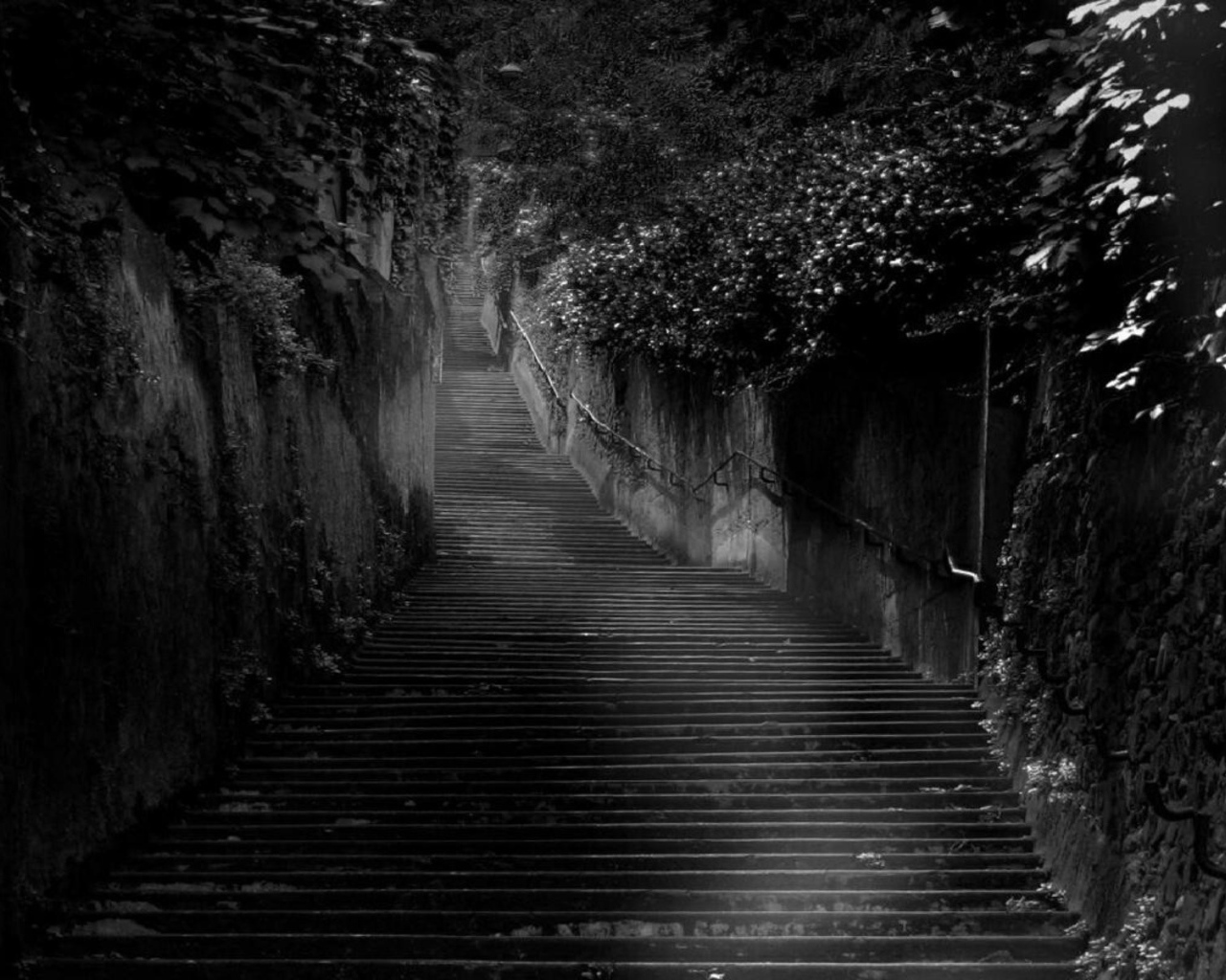 Черная лестница среди черных зарослей