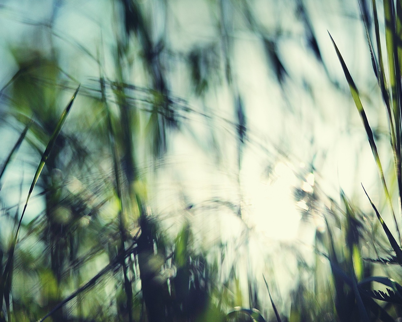 Размытое фото травы