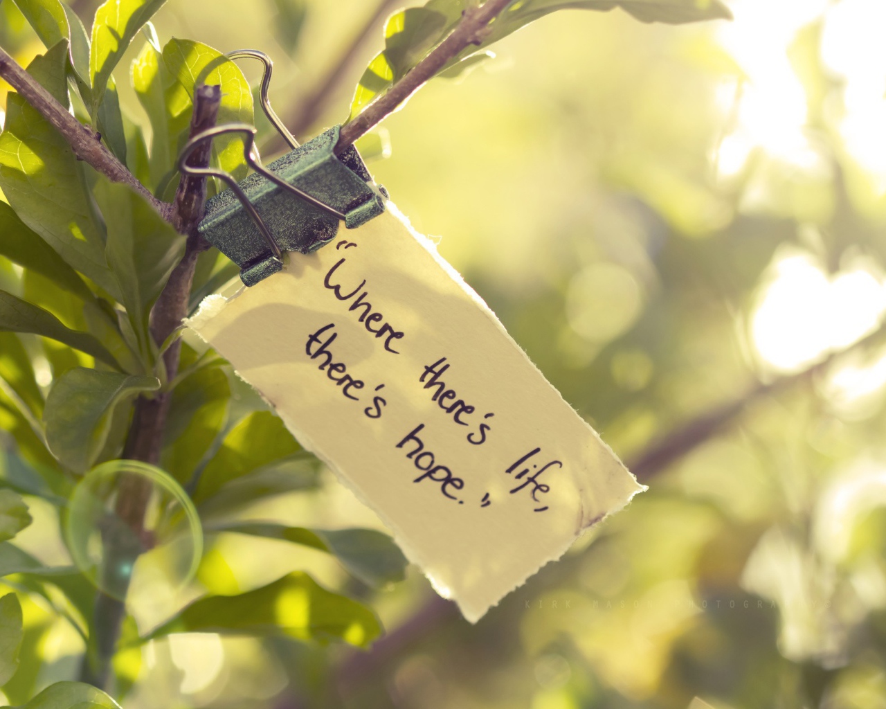 Где есть жизнь там есть и надежда