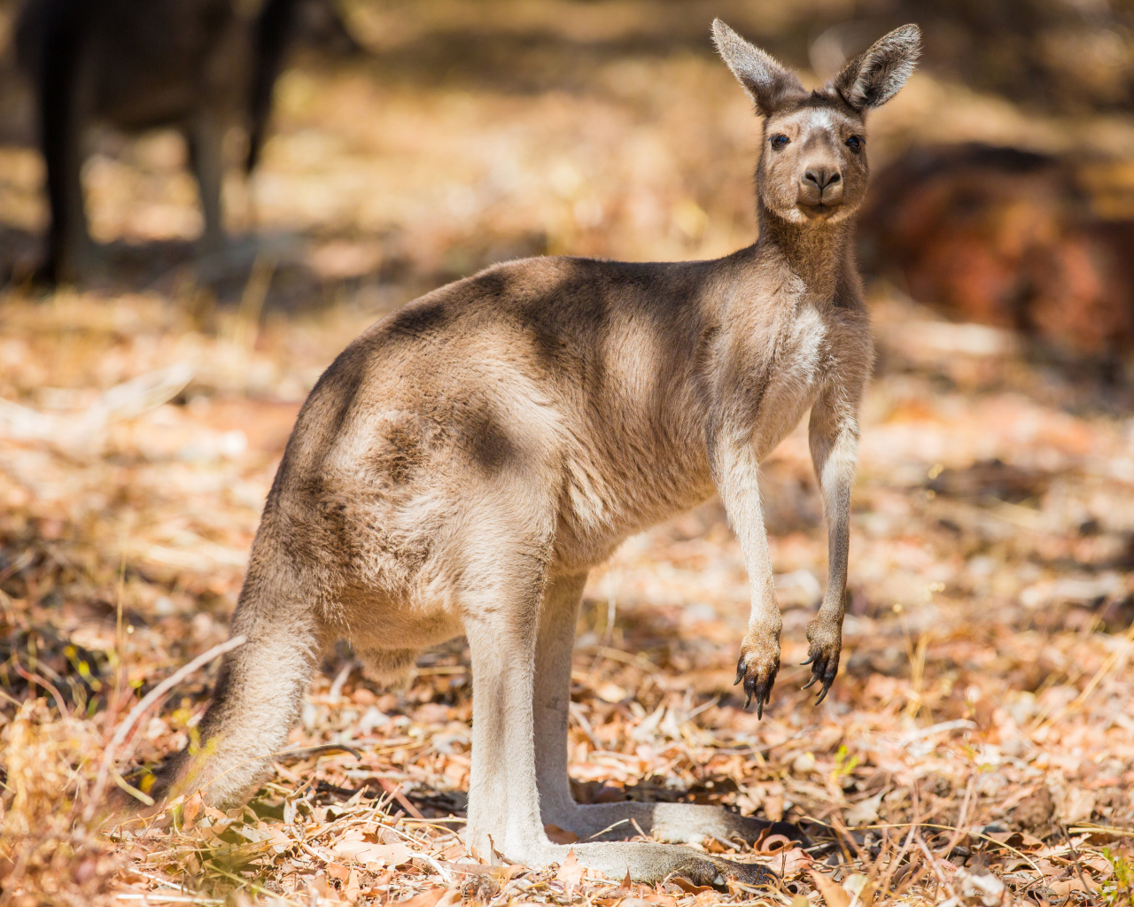 Австралийский кенгуру стоит на сухой траве