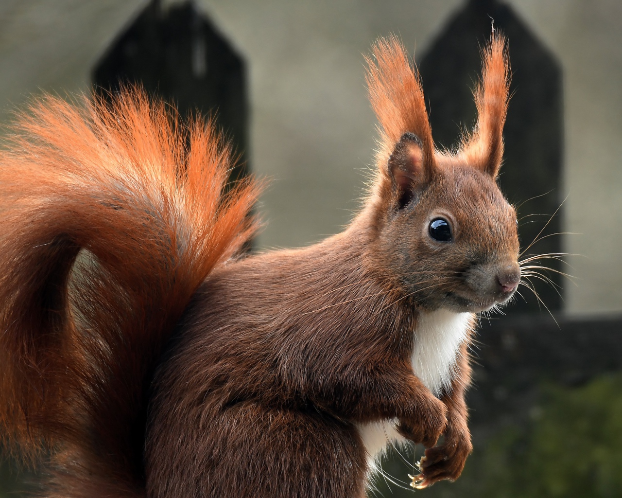 Белка с пушистым рыжим хвостом 