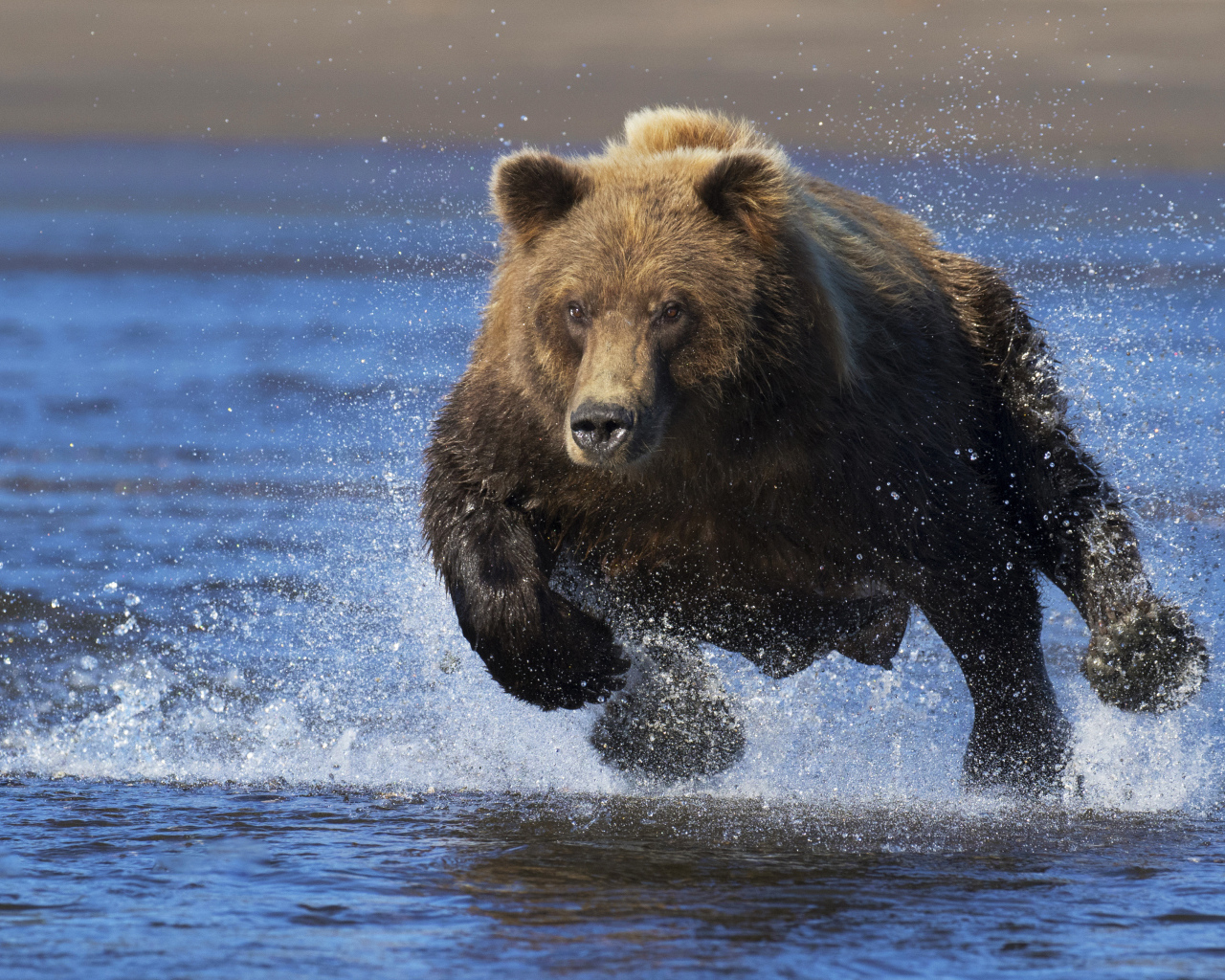 Большой медведь быстро бежит по воде