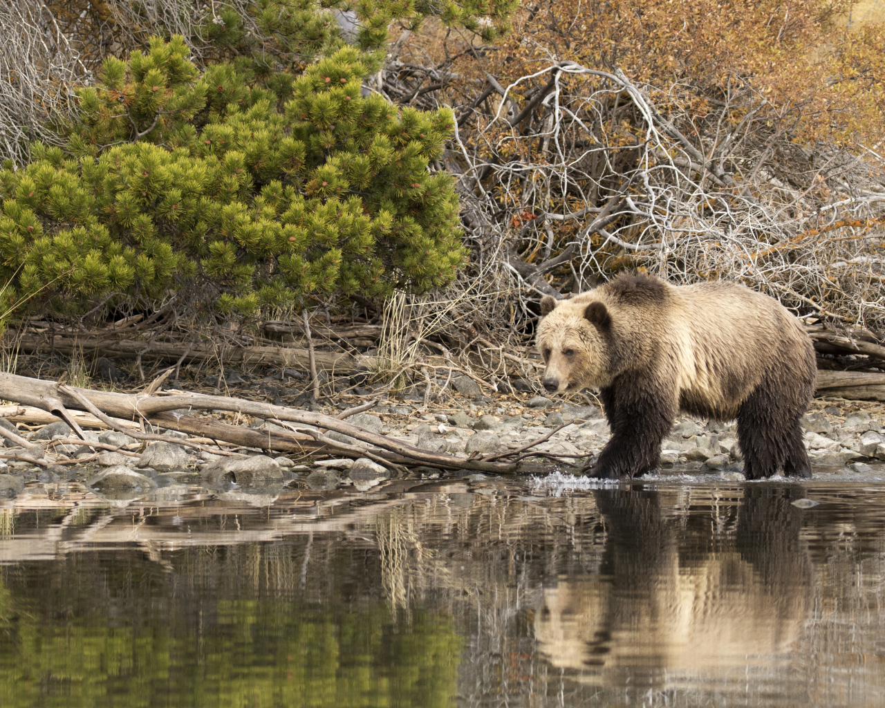 Большой бурый медведь идет по воде