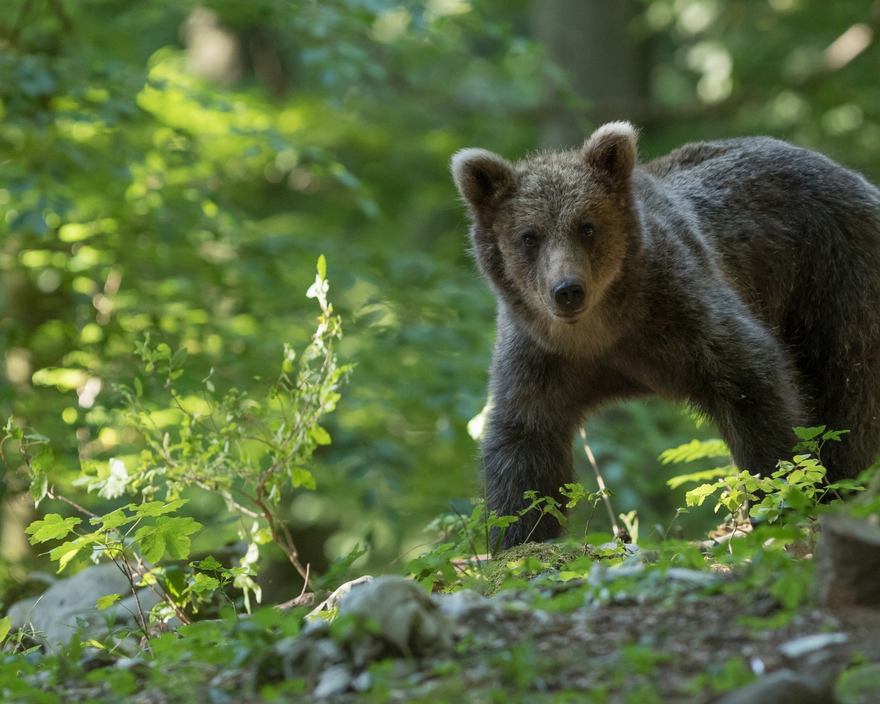A brown bear walks through the forest