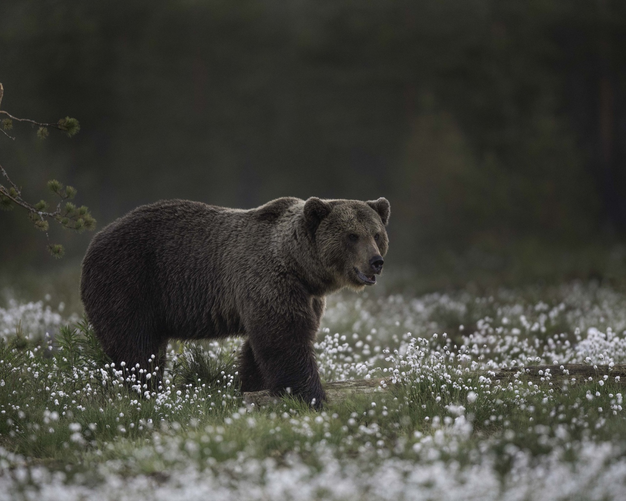 Большой бурый медведь идет по белым полевым цветам