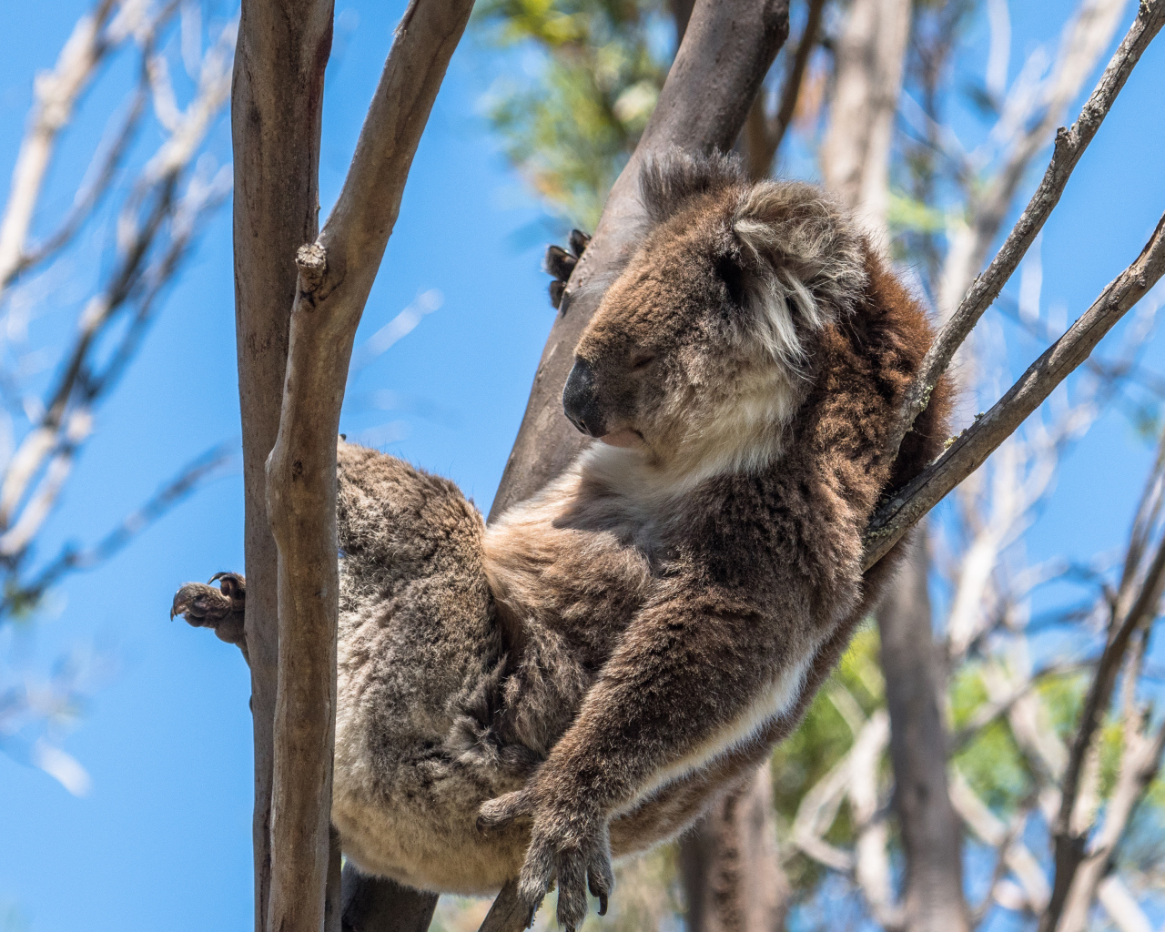 Ленивая коала спит на дереве