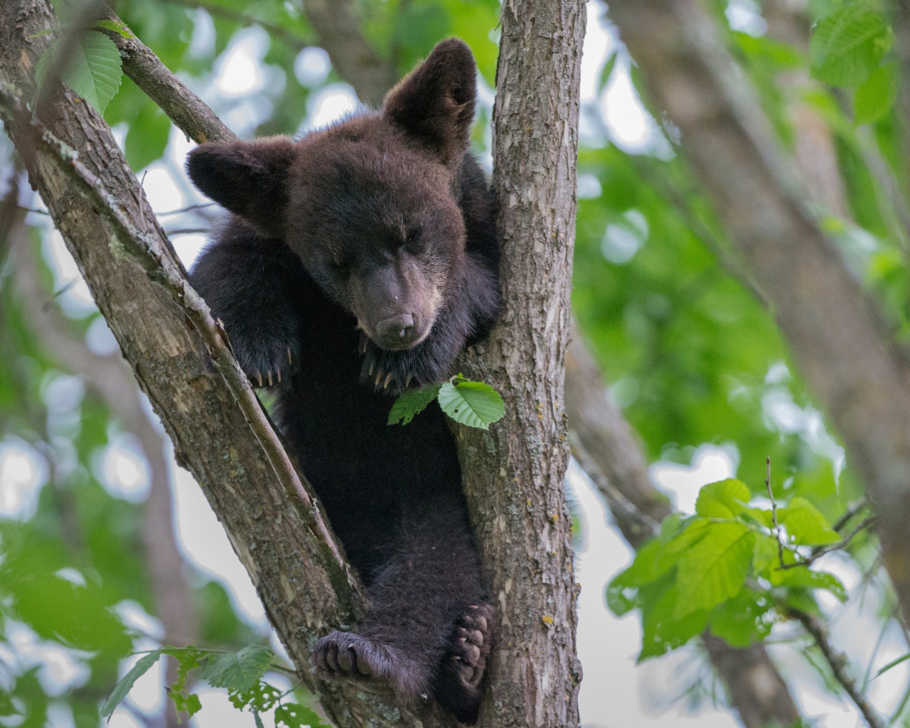 A little bear cub is sitting on a tree branch