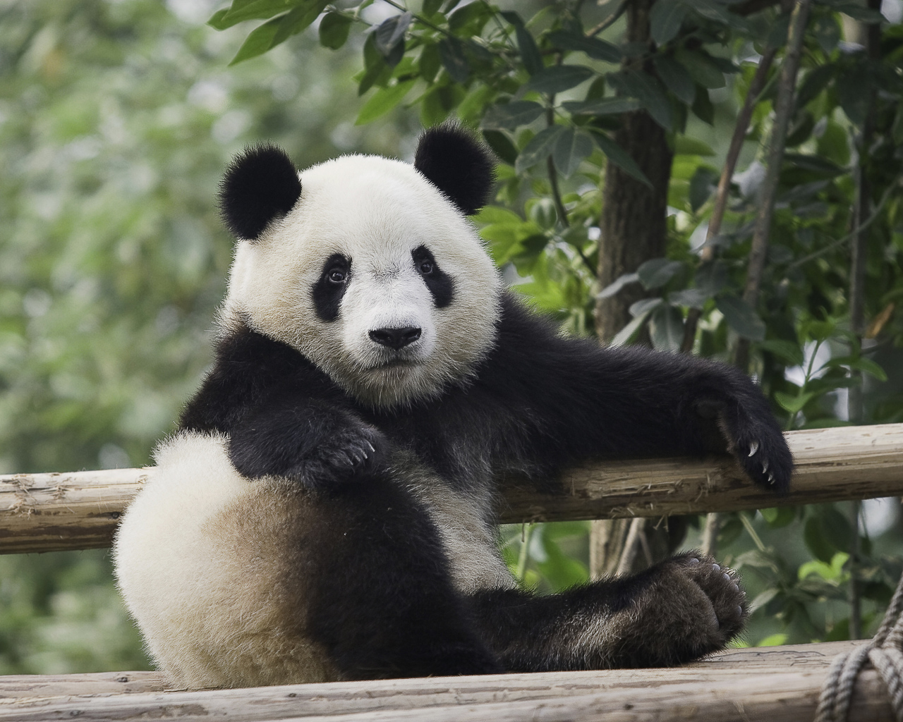 Небольшая красивая панда отдыхает 