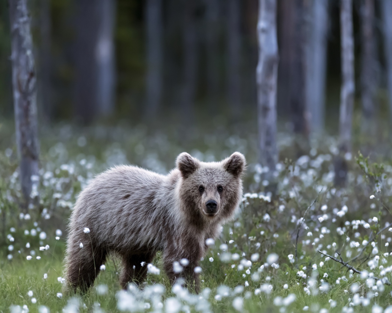 Маленький бурый медвежонок стоит на поляне с белыми цветами