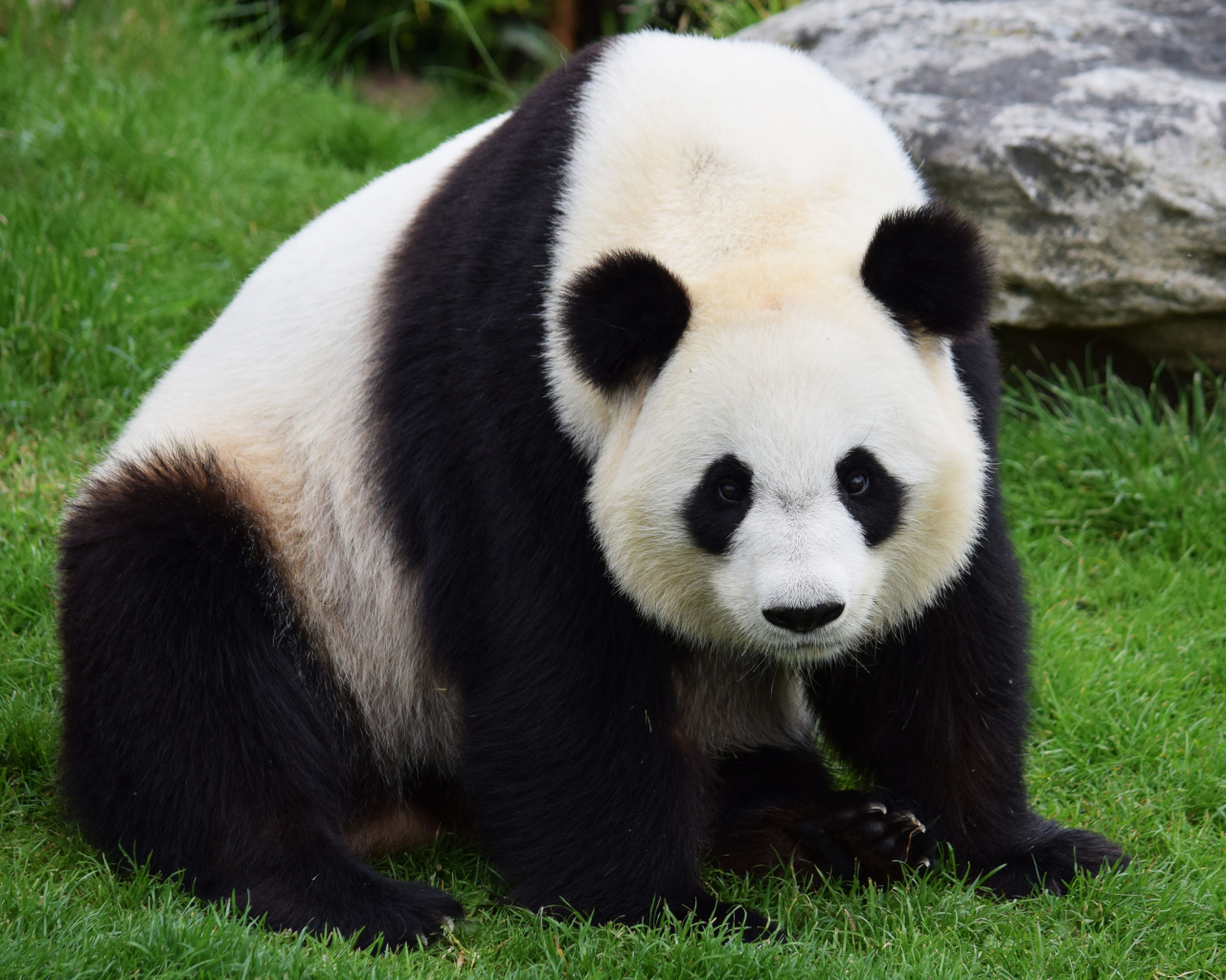 Большая красивая панда сидит на зеленой траве
