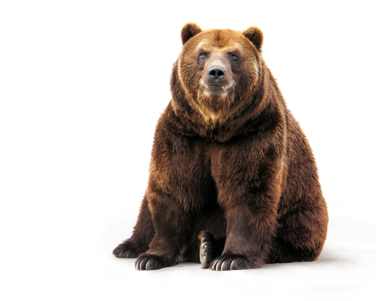 Большой бурый медведь на белом фоне 