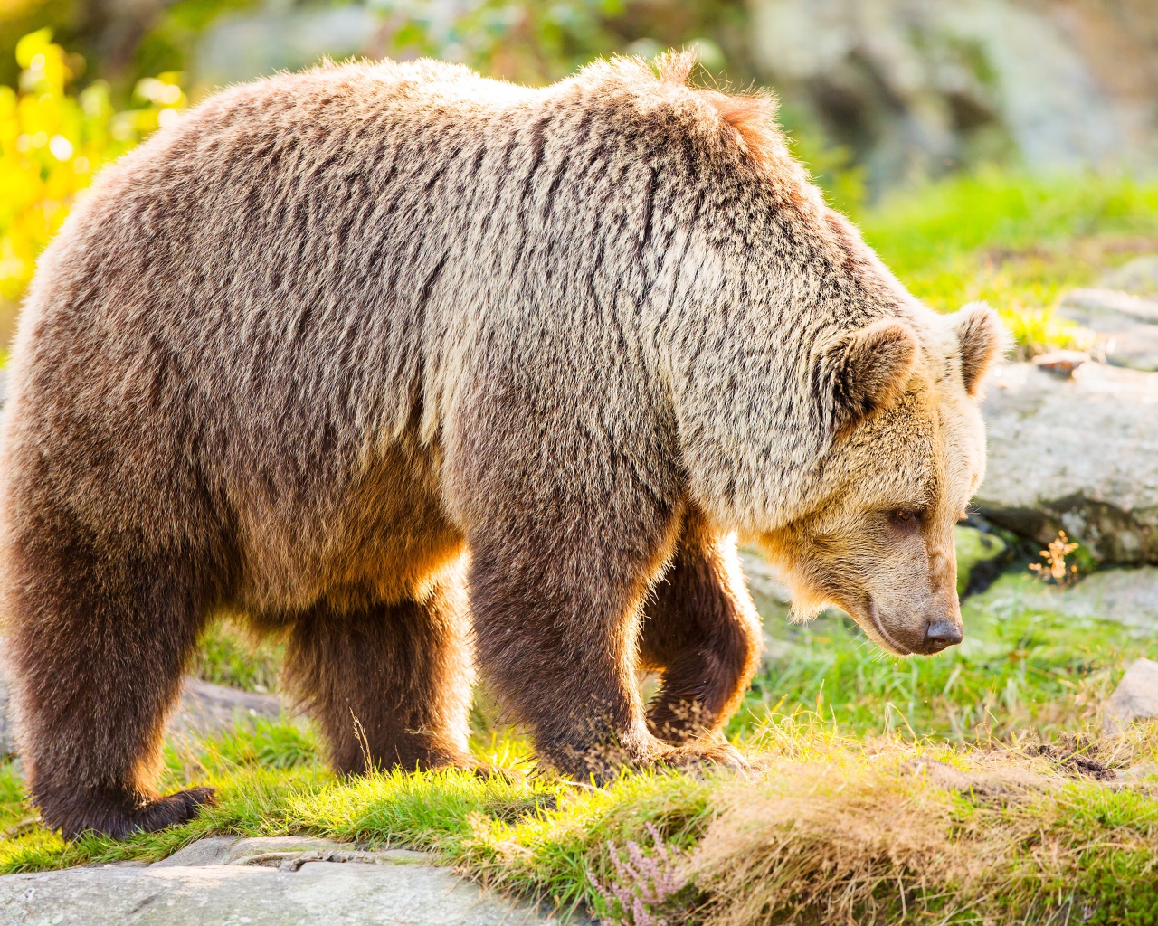 Большой бурый медведь идет по траве