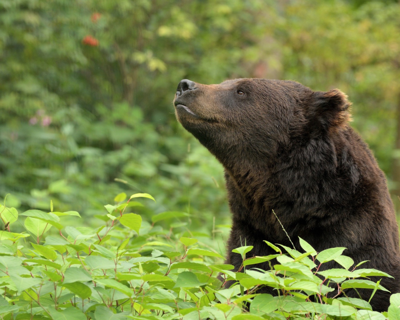Бурый медведь сидит в зарослях в лесу