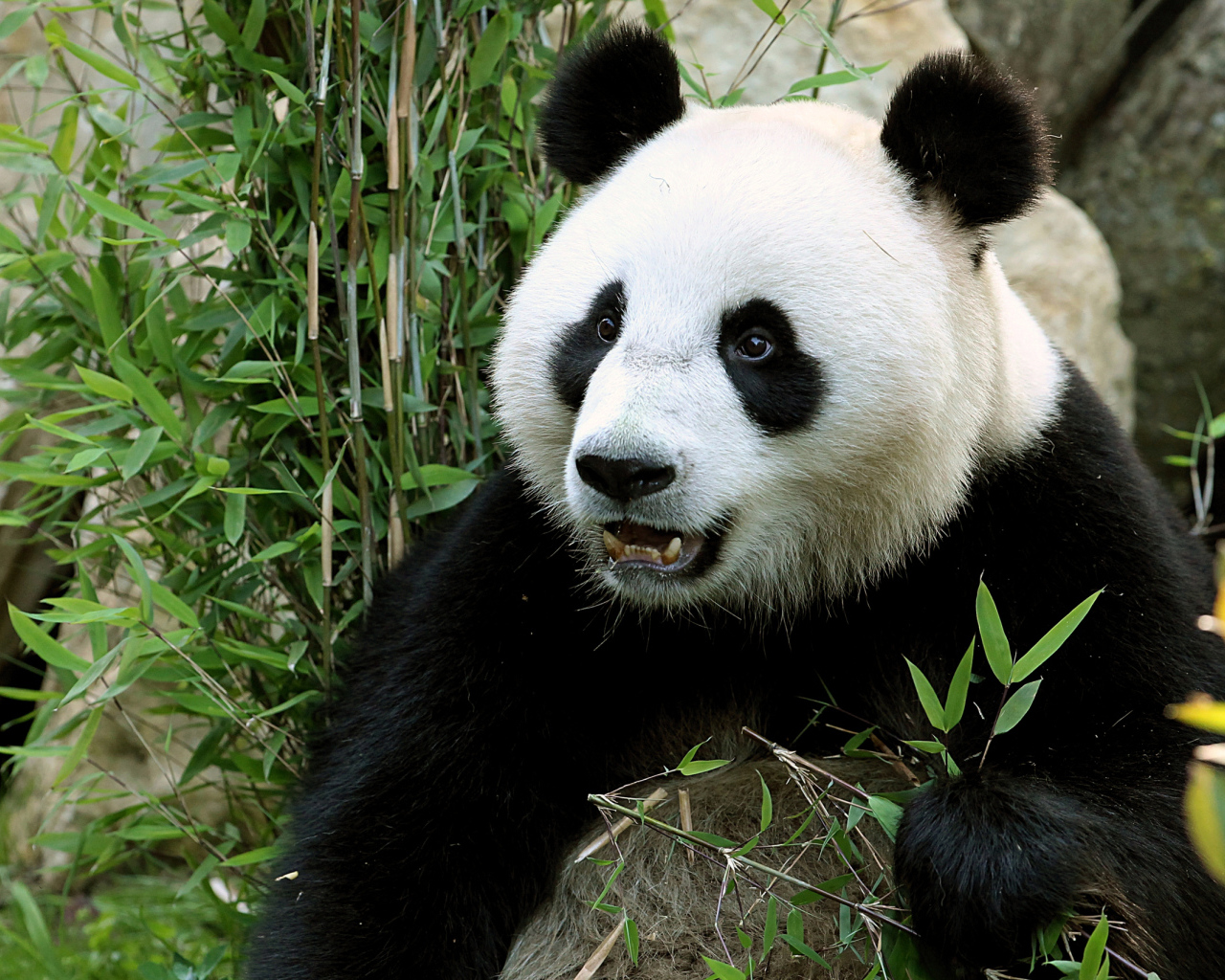 Забавная морда медведя панды