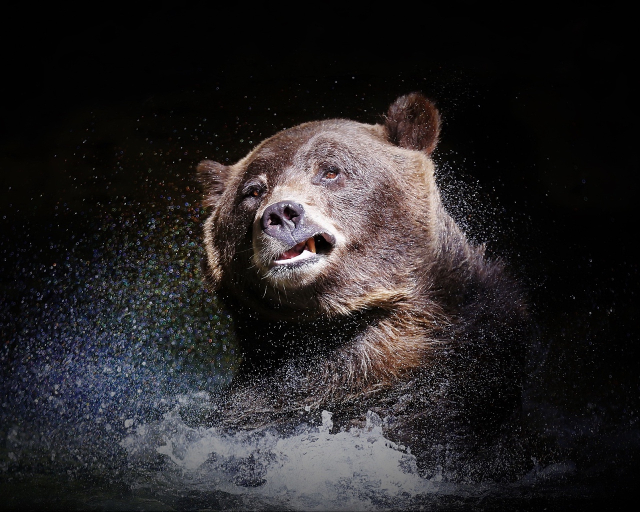 Большой бурый медведь стряхивает воду на черном фоне