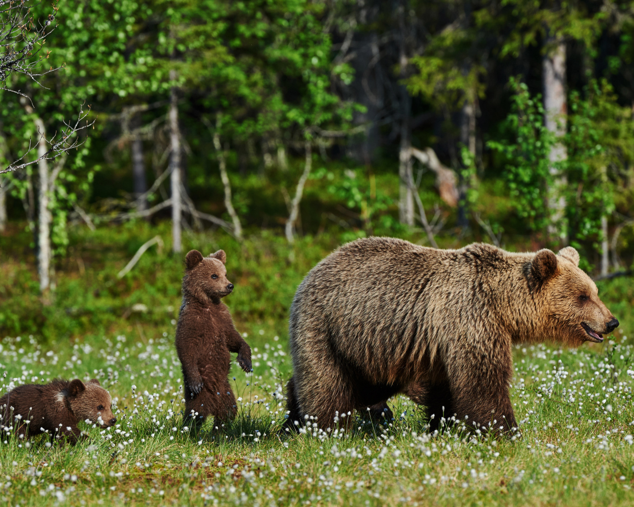 Большая бурая медведица с медвежатами гуляет по зеленой траве
