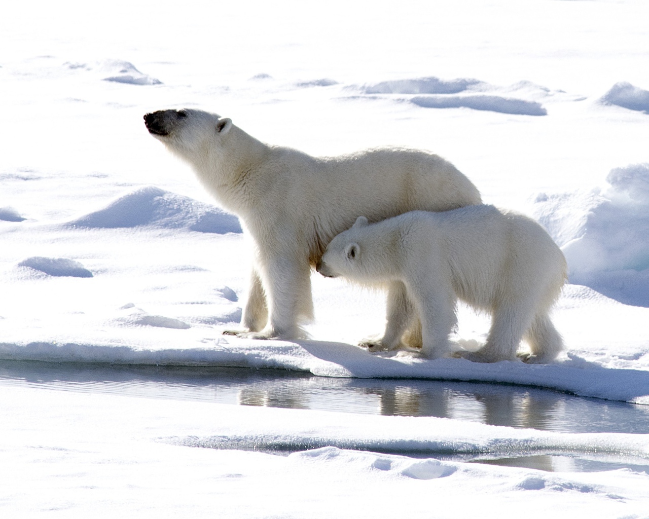 Большая белая медведица с маленьким медвежонком 