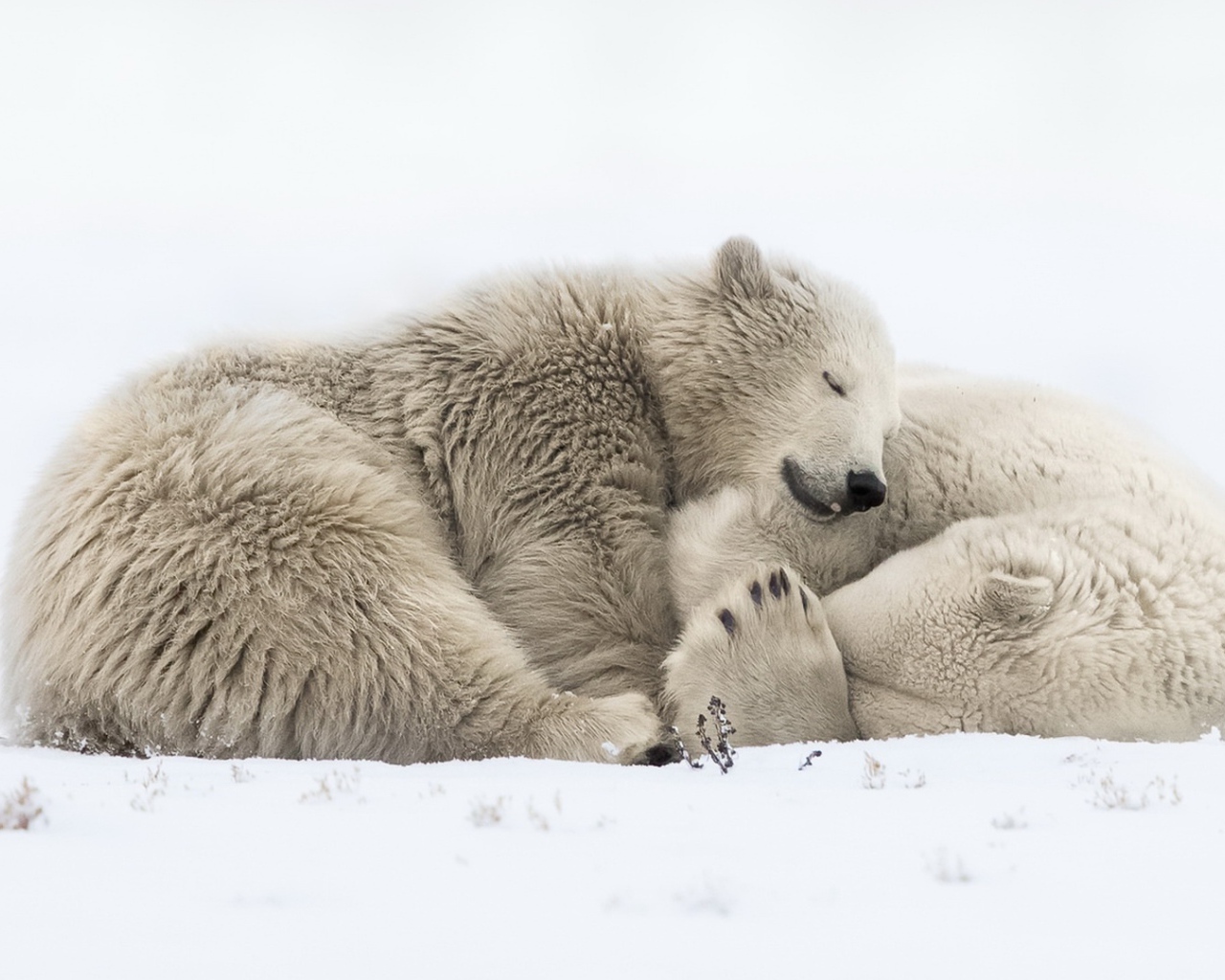 Два больших белых медведя спят на снегу 
