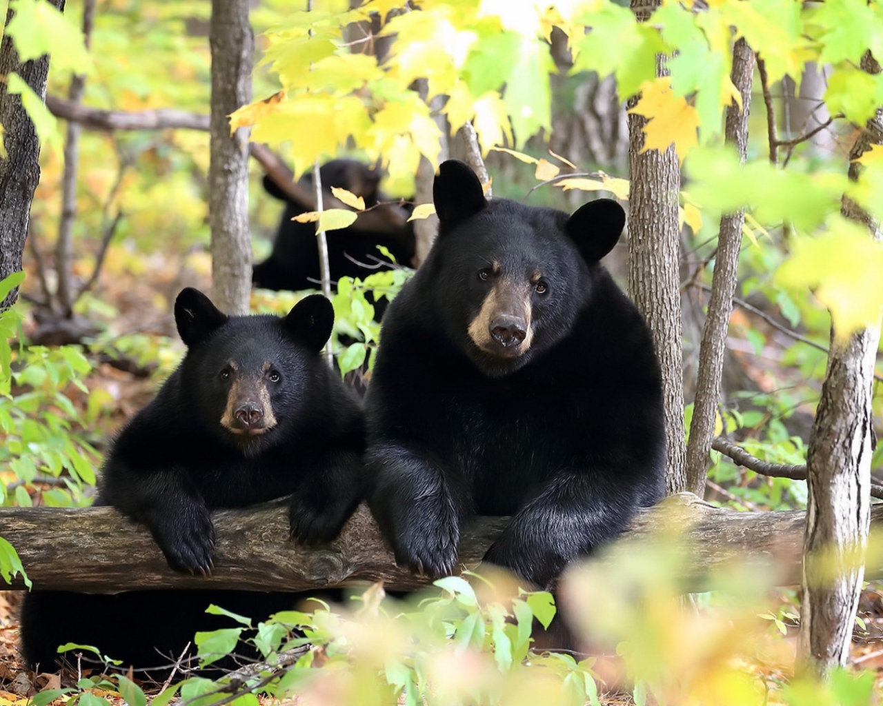 Два черных медведя в лесу