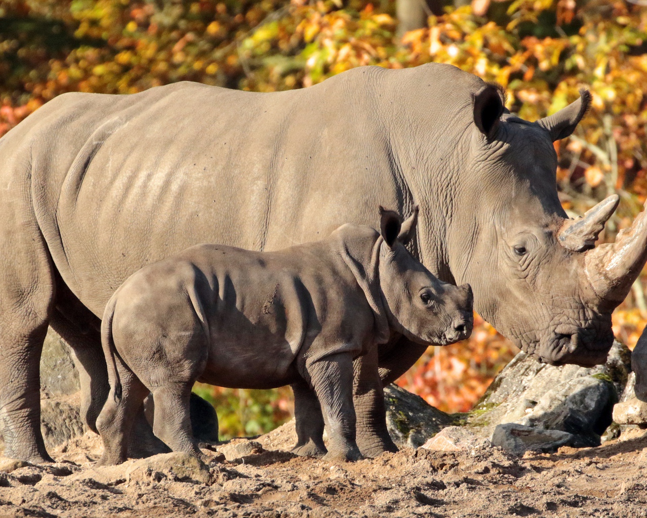 Большой носорог с маленьким детенышем
