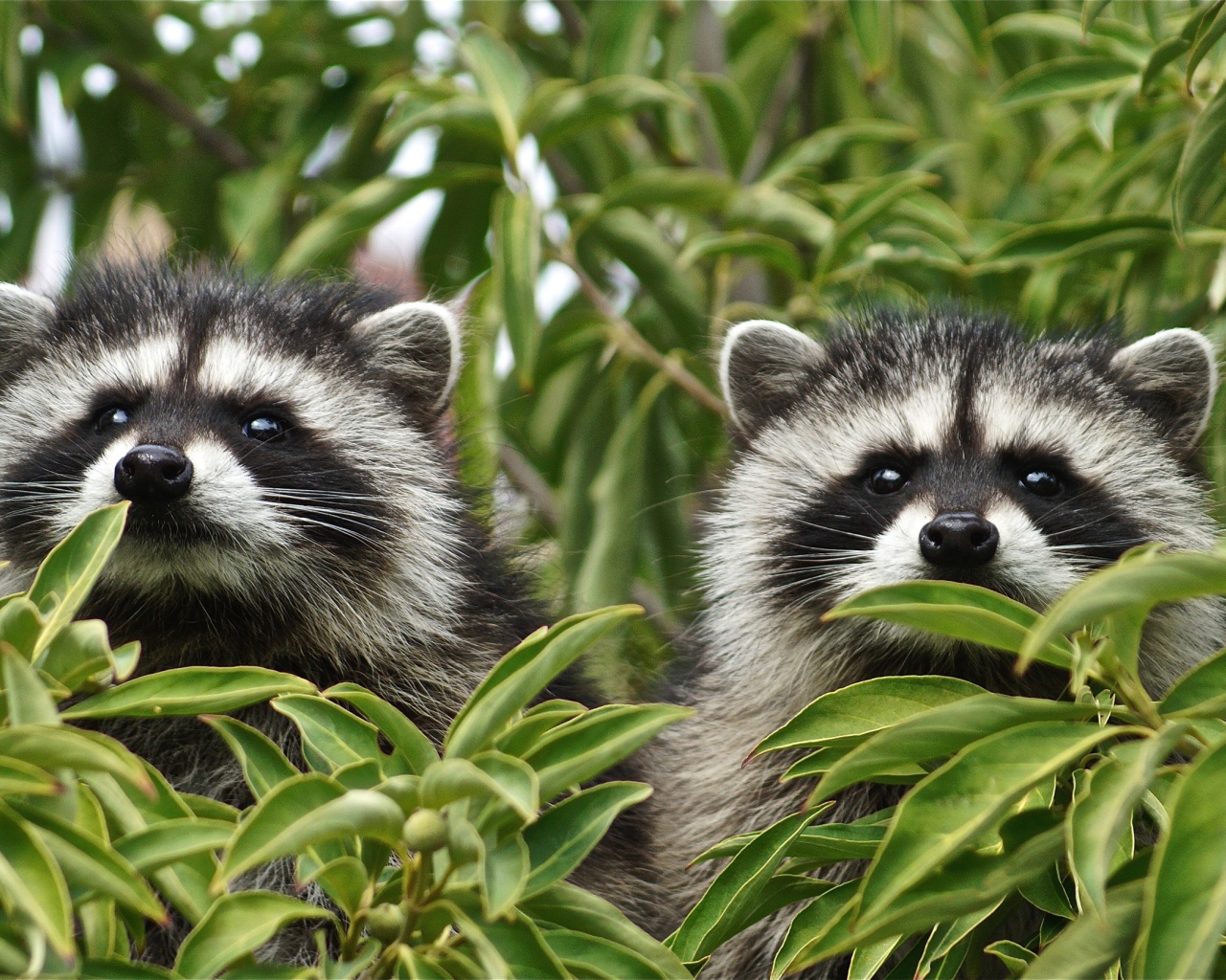 Два енота прячутся в зеленых листьях
