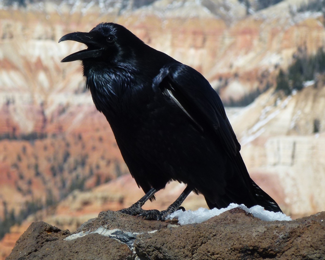 Большой черный ворон на камне 