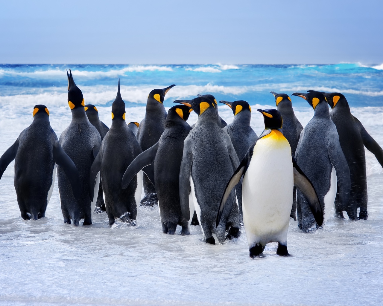 Стая пингвинов идет в воду океана