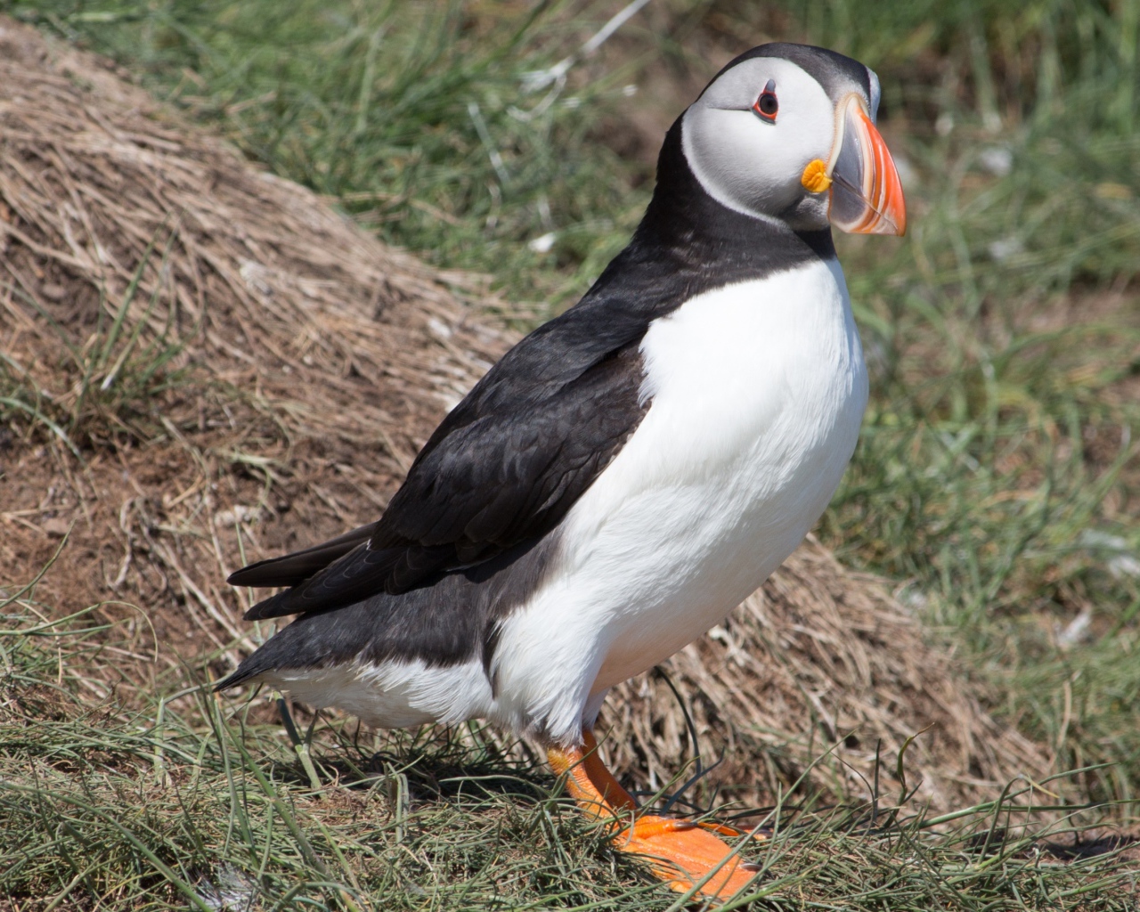 Забавная птица тупик 