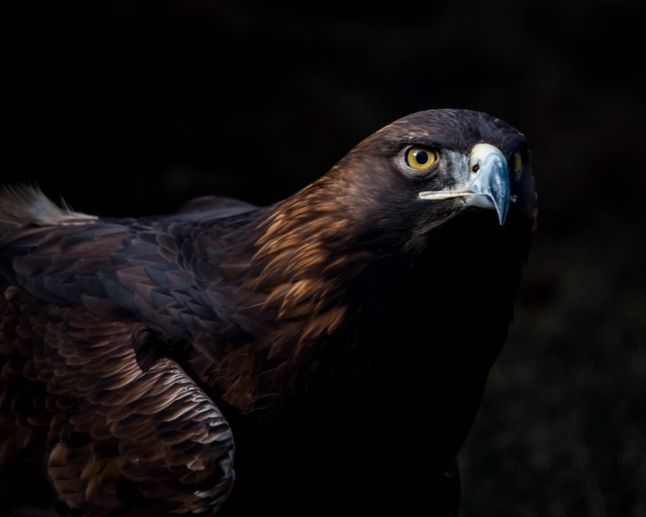 Большая хищная птица беркут 