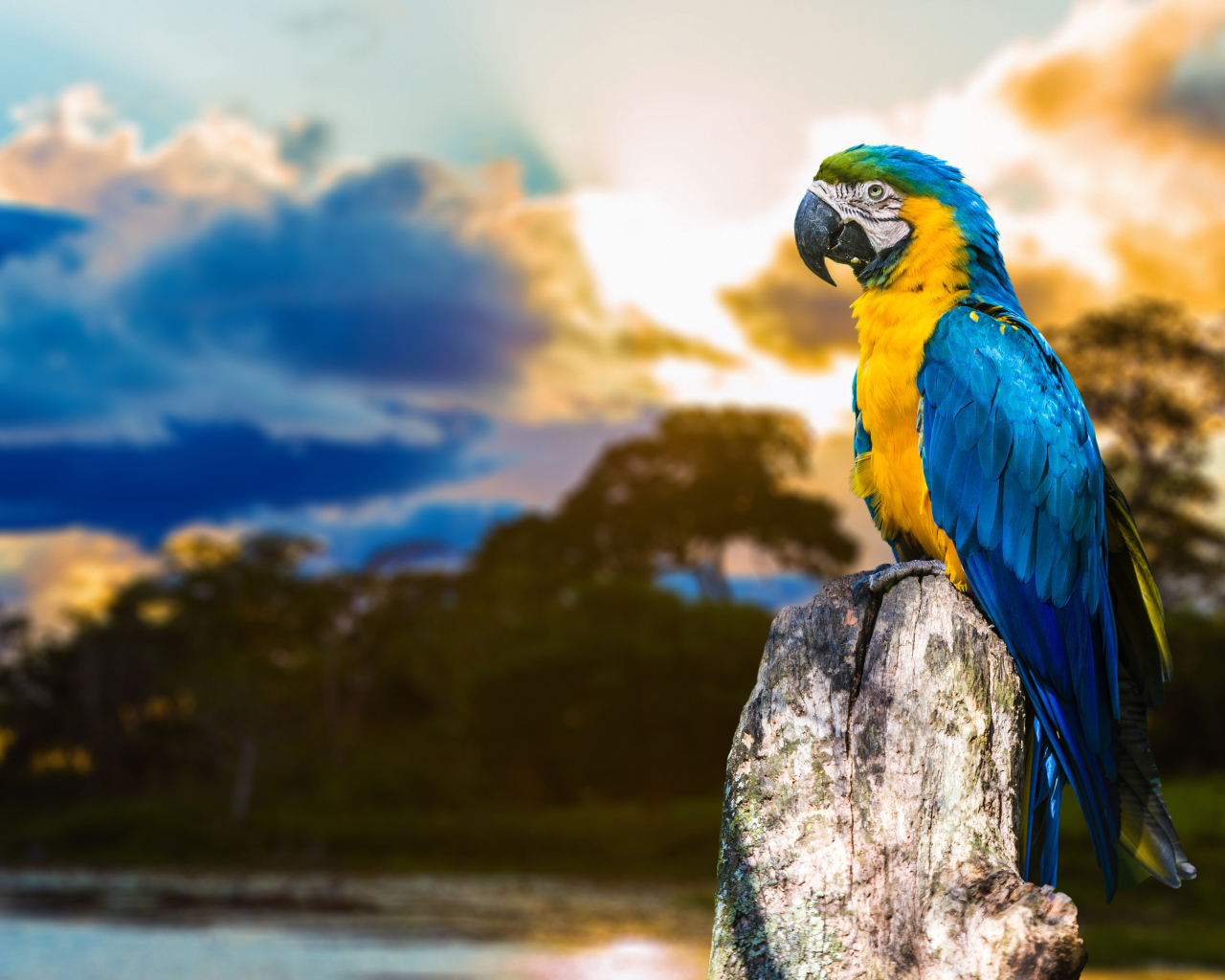 Большой сине - желтый  попугай ара сидит на  сухом дереве